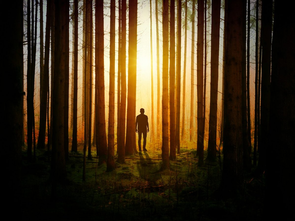 A solitary figure in a forest at dusk, facing the light