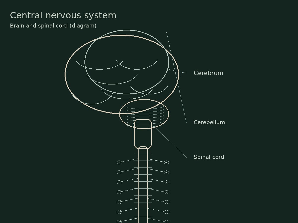 Medical sketch of the brain and spinal cord