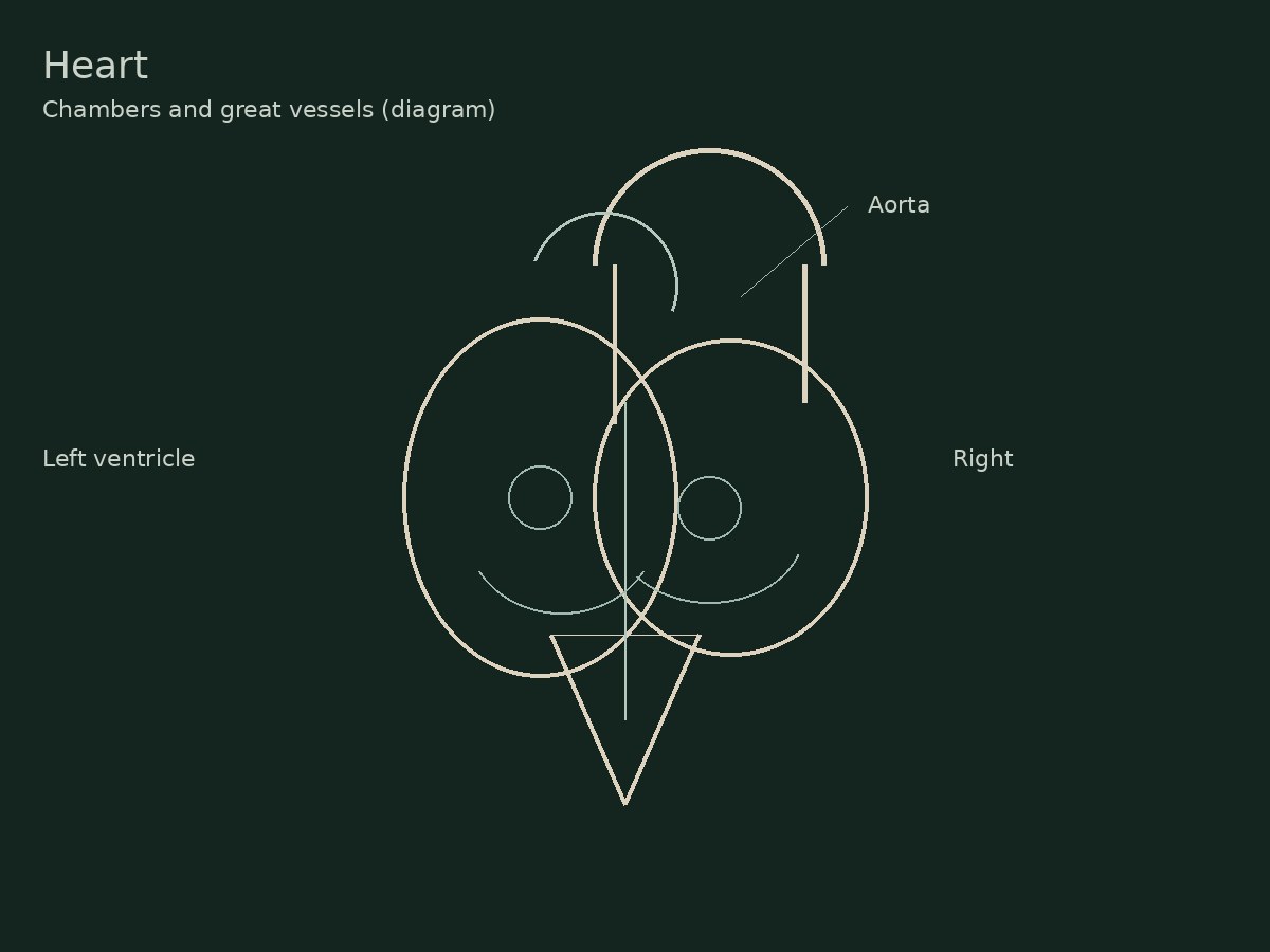 Medical sketch of the heart
