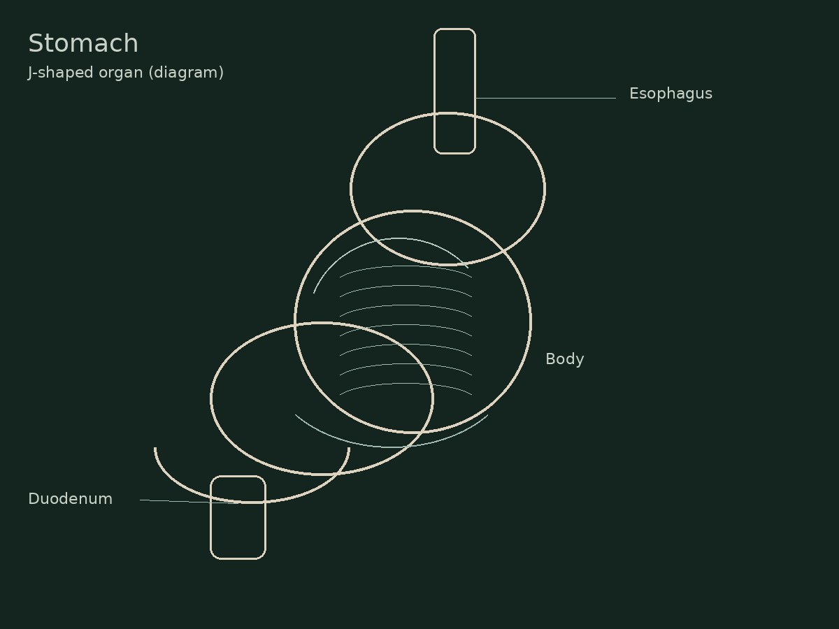 Medical sketch of the stomach